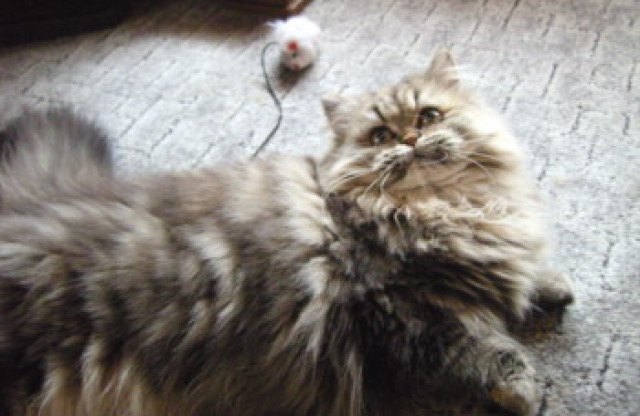 Wunderschöne Perser m/w 6 Mo alt mit Ahnentafel - Tiere - Ostfriesland