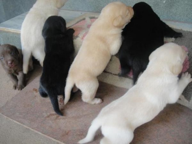 Süße Labrador-Retriever- Mix Welpen - Tiere - Bremen