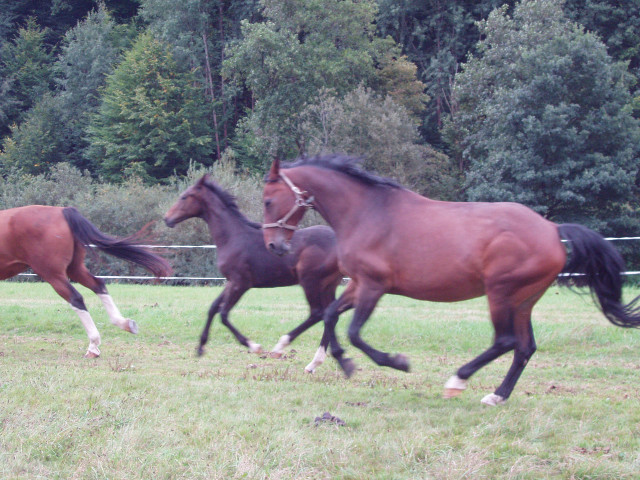 Biete Rb an drei braven Warmblütern in 97782 Wolfsmünster - Sport - Wolfsmünster