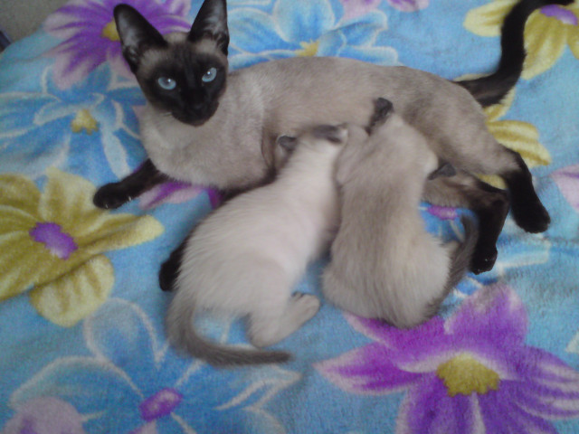 Siam-Kätzchen günstig - Tiere - Stuttgart