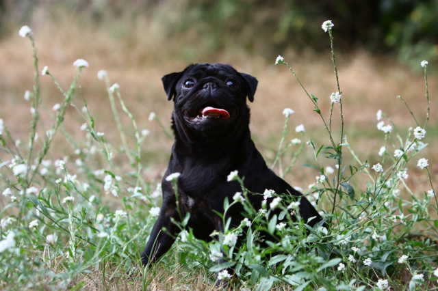Mopshündin in schwarz Zuchtpapiere 2,5 Jahre - Tiere - Lüneburg