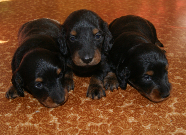 Langhaardackelwelpen - Tiere - Wedlitz