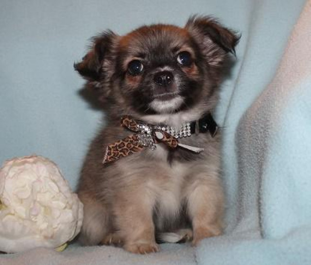 Chihuahua- und Minichihuahuawelpen aus seriöser Zucht - Tiere - Kobern-Gondorf