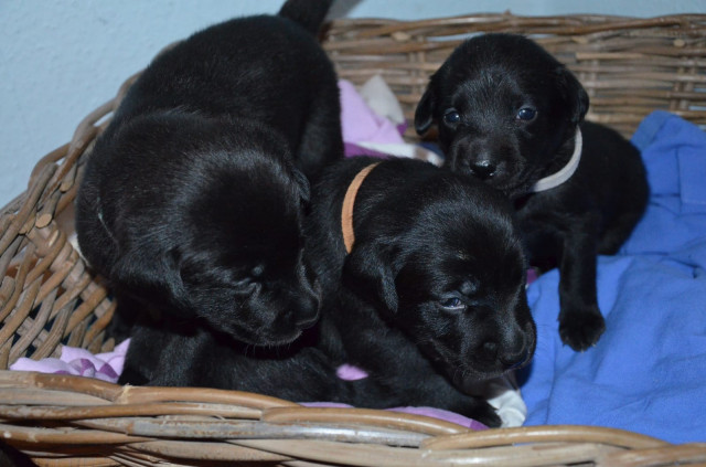 Kräftige Labrador Welpen abzugeben in allen Farben - Tiere - Erlangen