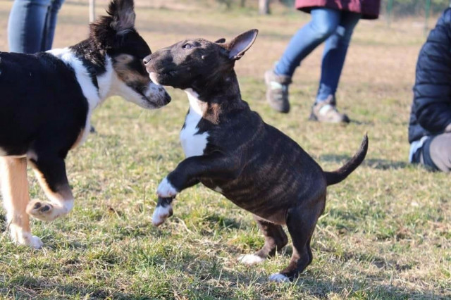 Miniaturbullterrier Welpen PLL CLEAR und reinerbig  - Tiere - Bonn 