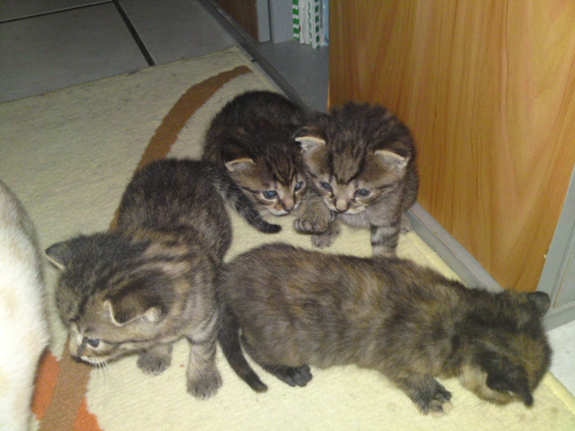 Bengal Mix Kitten - Tiere - Teisnach