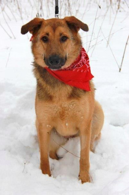 Aktiver Hund  11 Monate  aus Russland sucht ein zu Hause - Tiere - Berlin