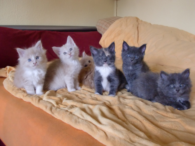Maine coon BKH kitten - Tiere - berlin