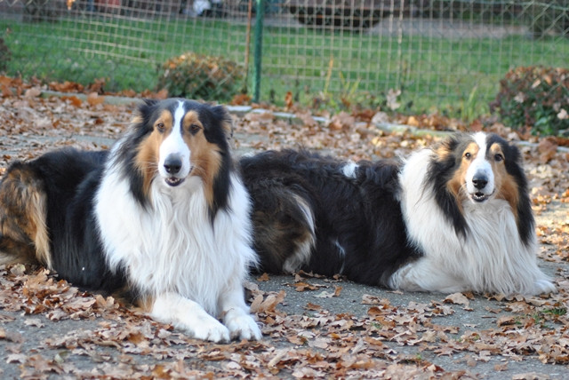 Collie-Deckrüde - Tiere - rheine