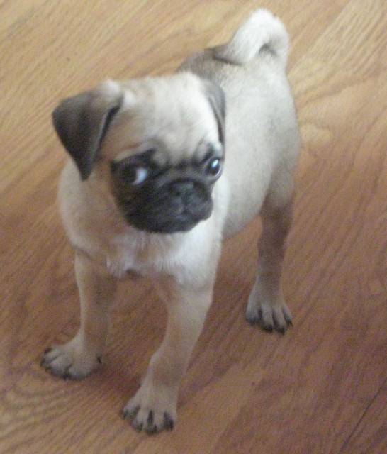 Mops welpe  - Tiere - Kustrin-Kietz