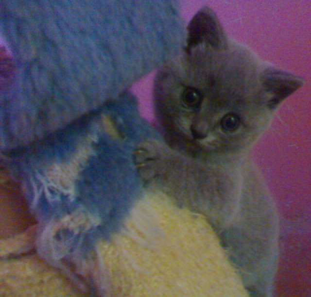 British Blue  - Tiere - CZK