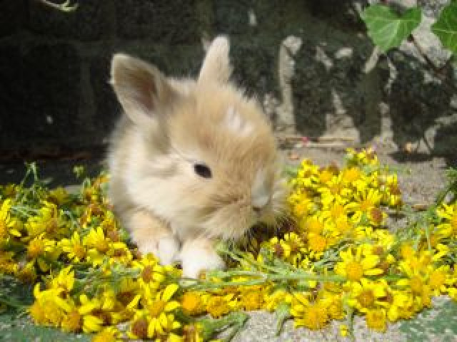 Süsse Kaninchenkinder suchen schmuseopfer   - Tiere - högersdorf