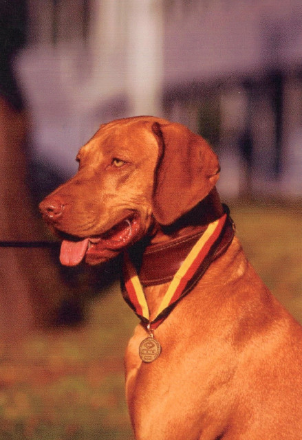Magyar Vizsla Welpen vom deutschen Champion    - Tiere - Neustadt