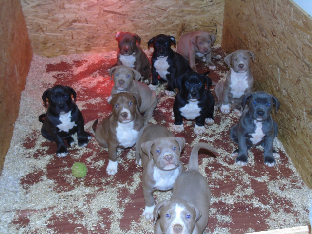 UKC - American Pitbull Terrier, Rote und blaue Nase - Tiere - Essen