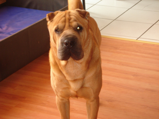 Deckrüde Shar-Pei - Tiere - Erftstadt