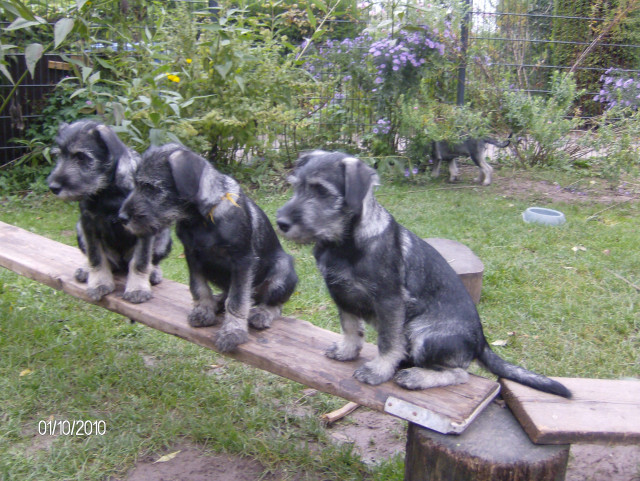 Mittelschnauzerwelpen pfeffer salz - Tiere - Höxter