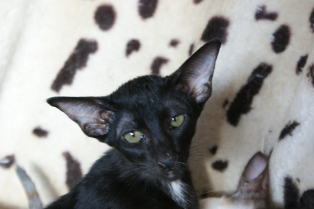 Orientalisch Kurzhaar Ebony Kater - Tiere - Königsfeld