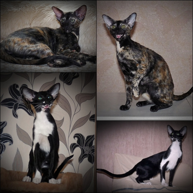OKH Jungkatzen - Tiere - Celle