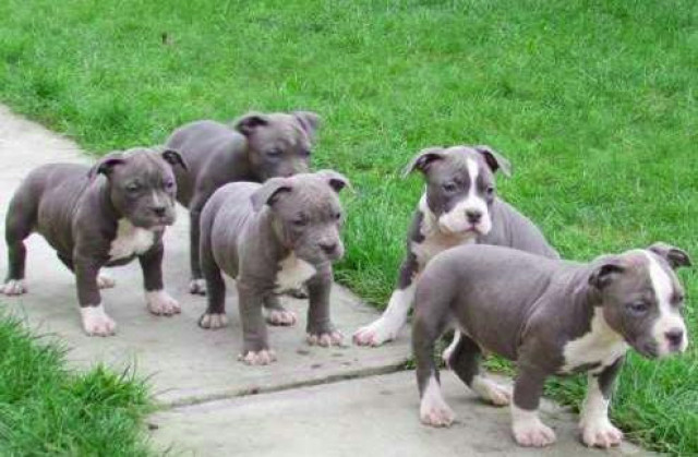 Bildschöne American Pitbull Welpen Blueline x Rednose - Tiere - Düsseldorf 