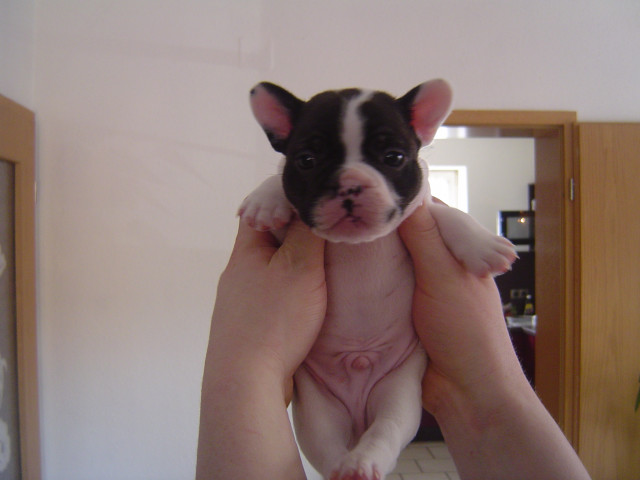 Französische Bulldoggen - Tiere - Vöhl