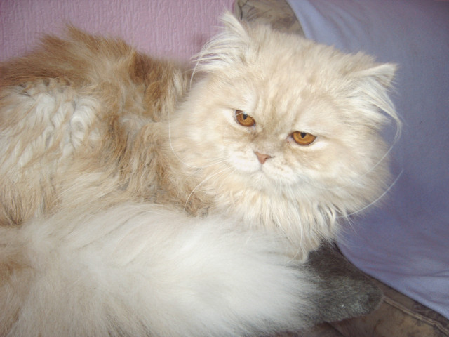 Perser-Deckkater - Tiere - Soest