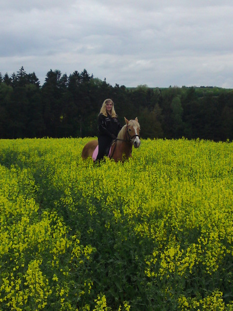 Suche nette Reitbeteiligung  - Sport - Rieden