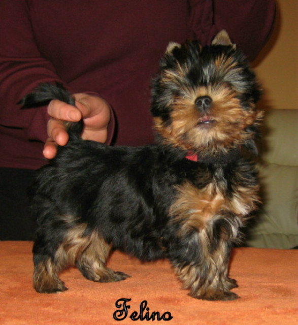 Yorkshire Terrier - Tiere - Niederzier