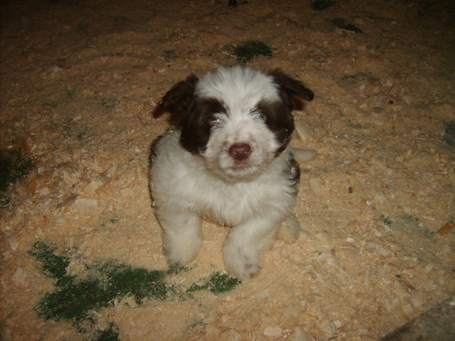 Mischling Mischling - Tiere - Ransbach-Baumbach