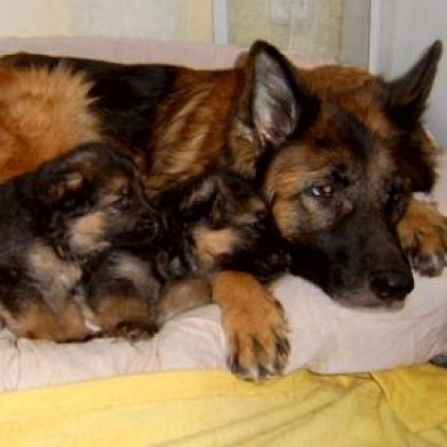 Deutsche Schäferhundwelpen - Tiere - Wendeburg