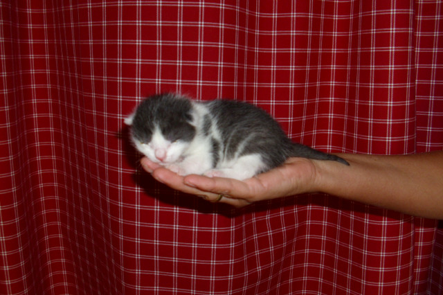 Perser-Hauskatzenmix babys zu verkaufen