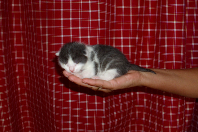 Perser-Hauskatzenmix babys zu verkaufen - Tiere - Erwitte