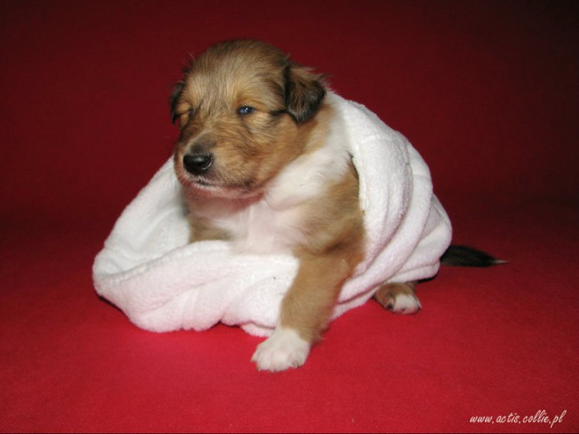 COLLIE langhar Welpen MDR1 /  - Tiere - Poland