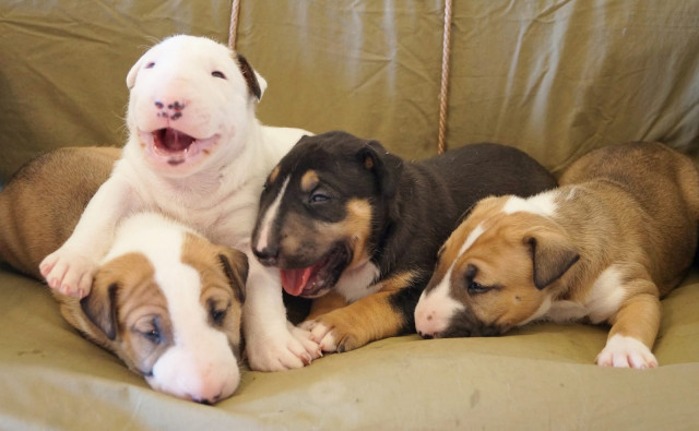 Wundervolle Miniatur Bullterrier aus pll freier  - Tiere - Chemnitz