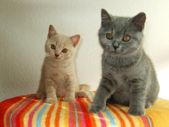 Wunderschöne reinrassige BKH Kätzchen in Blue und Lilac - Tiere - Stadtallendorf