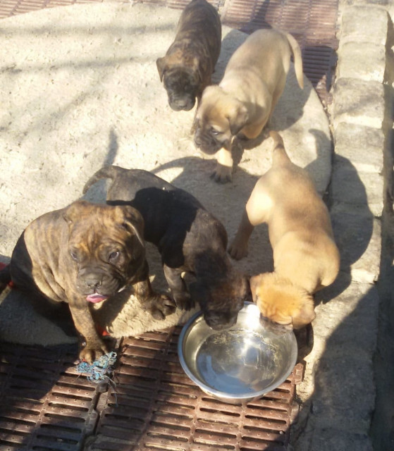 Bildhübsche reinrassige Bullmastiff, Welpen, Ahnentafel - Tiere - Paderborn