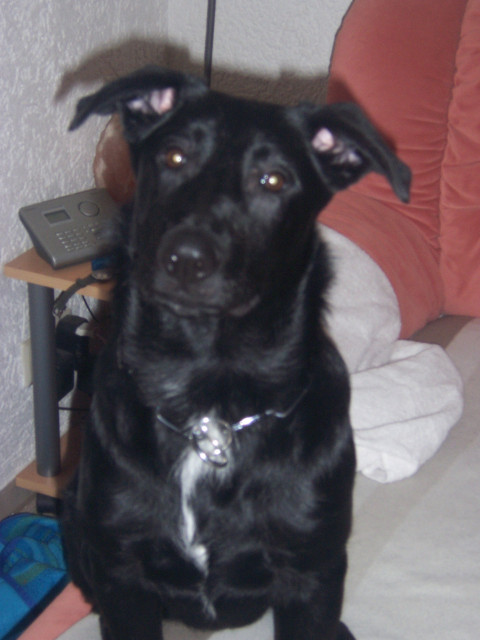 Labradormischling Mogli - Tiere - Hirschaid