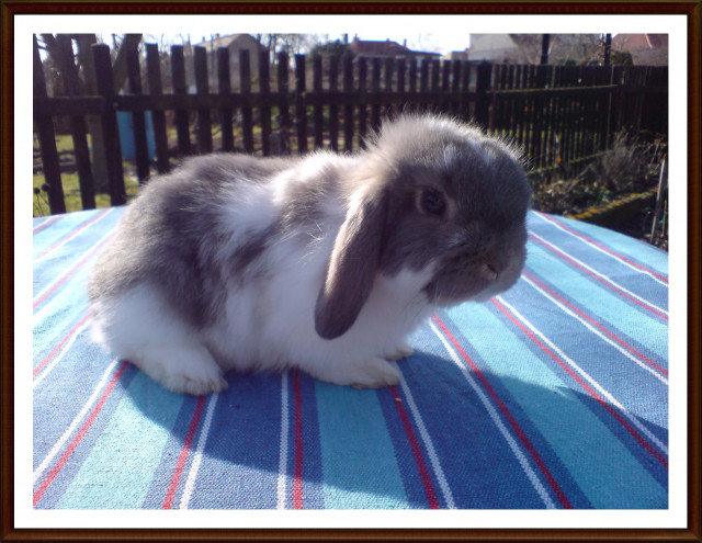    Zuchtauflösung    - Tiere - Markranstädt 