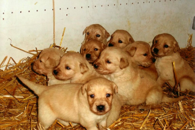 Goldenretriever Mix Welpen - Tiere -  Neustadt