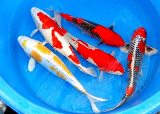 Koi - Teichfische - Biotopfische - Muscheln - Krebse // Fa.Fördefisch - Tiere - Handewitt