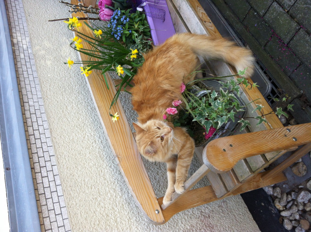 Norwegische Waldkatze jungkater red/white Papiere,Impfungen sehr verschmust - Tiere - Essen
