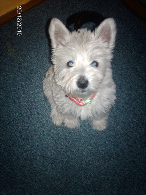 Wesli higland white terriere - Tiere - gunzenhausen