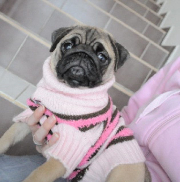 Mops Welpen mit FCI Papieren - Tiere - Nonnenroth