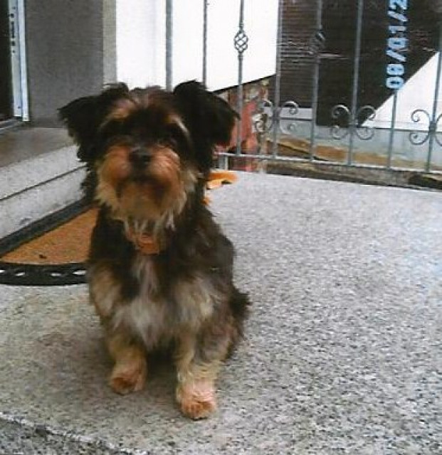Joker Mischling - Tiere - Ransbach-Baumbach