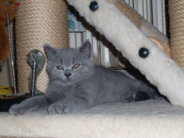 Filou und Felix - Tiere - Kirchbrak