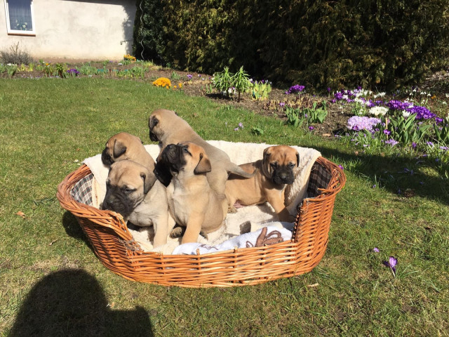 XXXL Reinrassigen Bullmastiff Welpen mit Papieren - Tiere - Essen