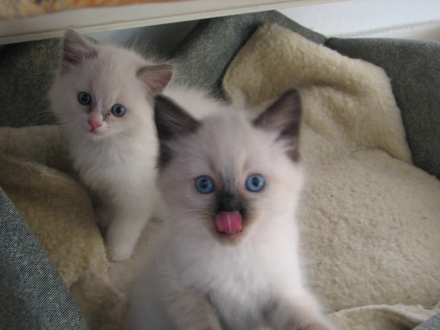 Ragdollbabys - Tiere - Krefeld