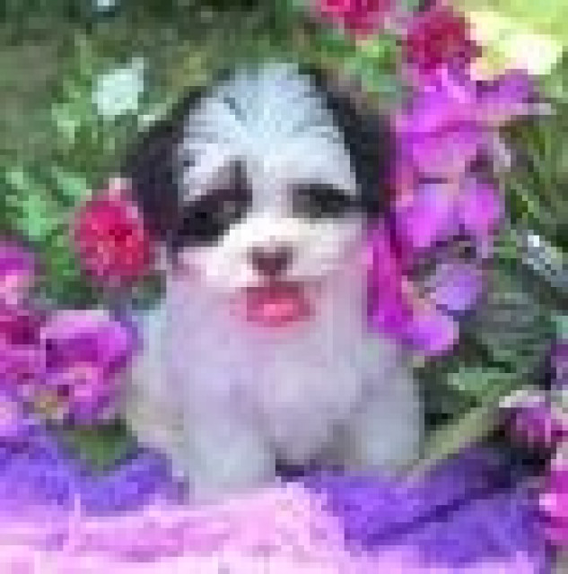 Reinrassige Zwergspitz / Pomeranian welpen mit Papieren - Dienstleistungen Business Gewerbe - Karlsruhe