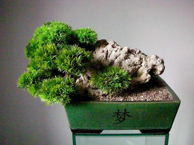 Bonsai forever - Moebel Haushalt - Frankfurt 