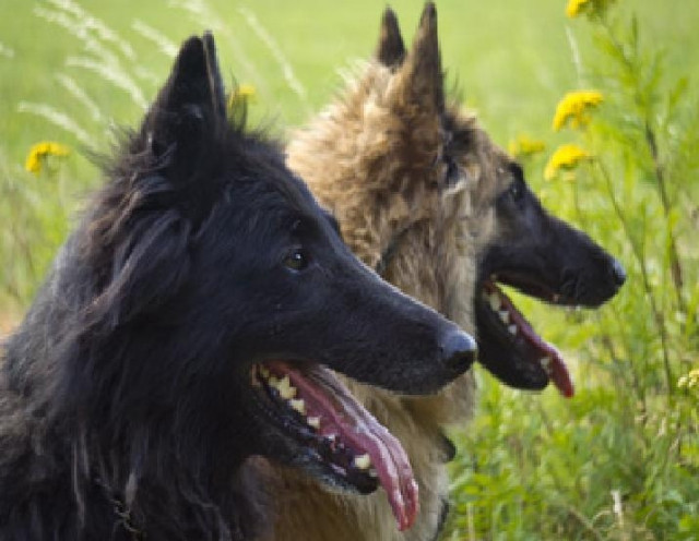 Tervueren Welpen, kindfreundlicher belgischer Schäferhund, langharig - Tiere - Ubbergen, NL