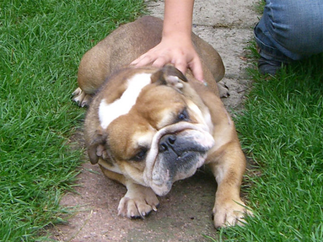 Pullja, Englische Bulldogge, 3 Jahre jung  - Tiere - Weißenburg